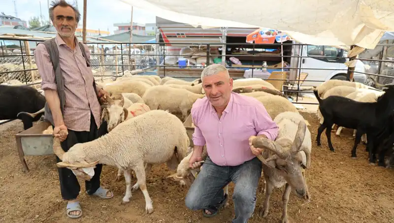 Kurban Pazarında Fırtına Gibi Esen 4 Boynuzlu Koçların Yükselişi
