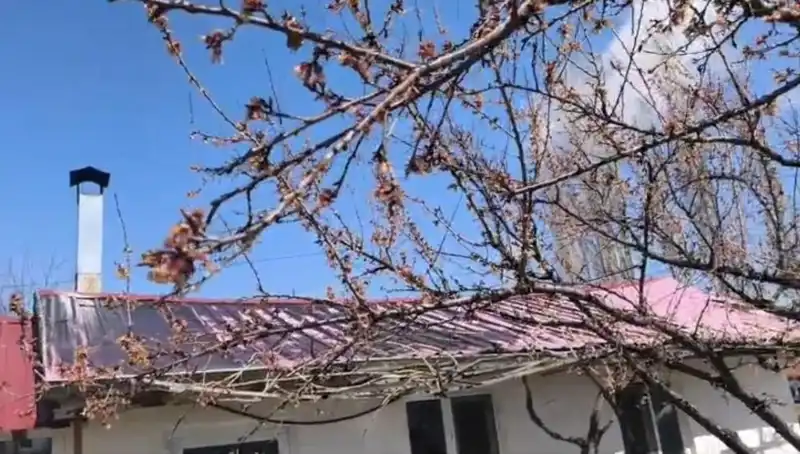 Dondurucu Soğuklar Kayısıyla Tarımı Tehdit Ediyor: Üreticiler Ne Yapacak?