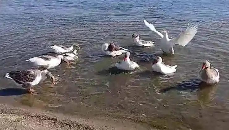 Denizde Yüzdükleri İçin Kazlar Kümese Kapalı Yaşamaya Zorlandı