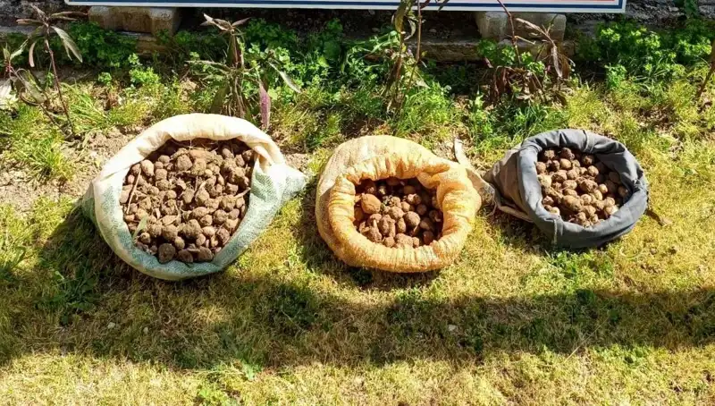 10 Kilo Salep Toplarken Yakalanan Şahıslar Hakkında Soruşturma Başlatıldı