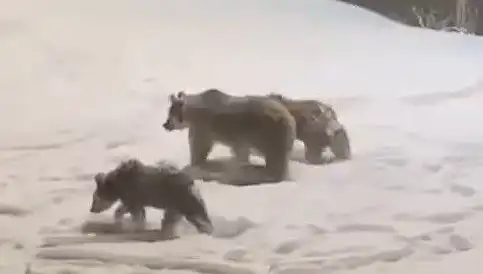Anne ve Yavru Ayıların Yiyecek Arayışı Doğayı Canlandırıyor