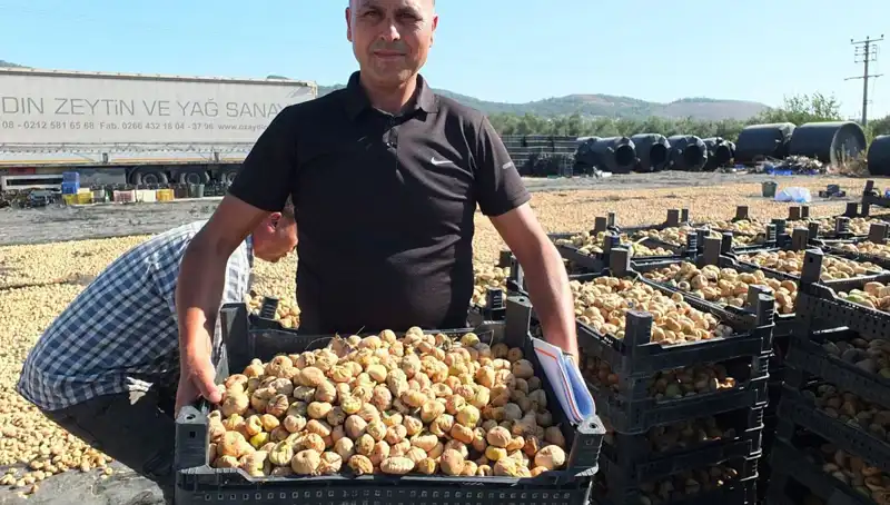 Balıkesir’de Hasadın Coşkusu: Çin ve Rusya’ya İhraç Edilen Ürünler