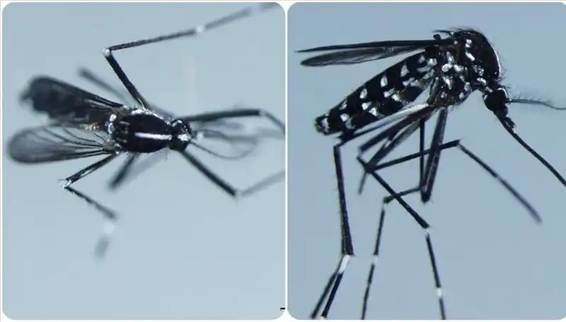 Chikungunya Virüsü: Tehdit Oluşturan Salgının Belirtileri ve Yayılımı